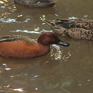 Cinnamon teals