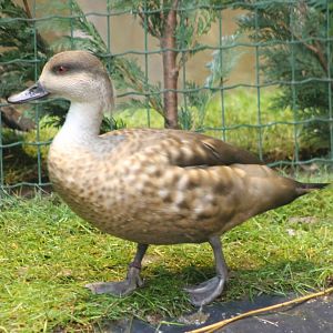 Crested duck