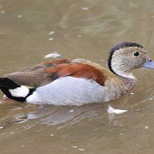 Ringed teal