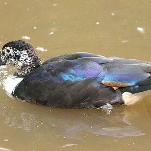South American comb duck