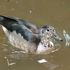 South American comb duck