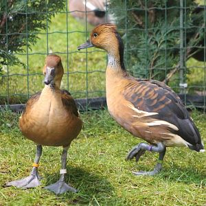 Fulvous whistling ducks