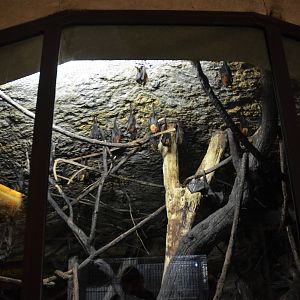 Lyle's Flying Fox Enclosure at Doué-la-Fontaine, 15/06/18