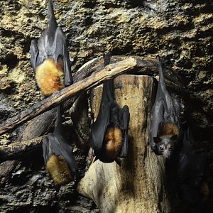 Lyle's Flying Foxes at Doué-la-Fontaine, 15/06/18