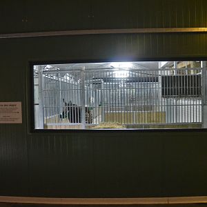 Okapi Indoor Viewing at Doué-la-Fontaine, 15/06/18