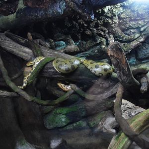 Green Anaconda Enclosure at Doué-la-Fontaine, 15/06/18
