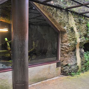 Terrarium External Viewing at Doué-la-Fontaine, 15/06/18