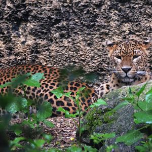 Sri Lankan Leopard at Doué-la-Fontaine, 15/06/18