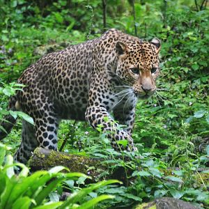 Javan Leopard at Doué-la-Fontaine, 15/06/18