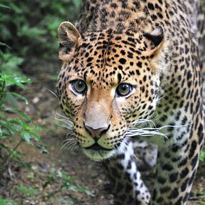 Javan Leopard at Doué-la-Fontaine, 15/06/18