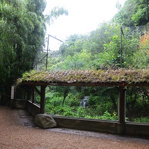 Sri Lankan Leopard Viewing at Doué-la-Fontaine, 15/06/18