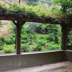 Javan Leopard Viewing at Doué-la-Fontaine, 15/06/18