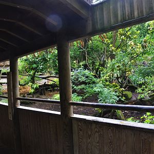 Red Panda/Reeves' Muntjac Viewing at Doué-la-Fontaine, 15/06/18