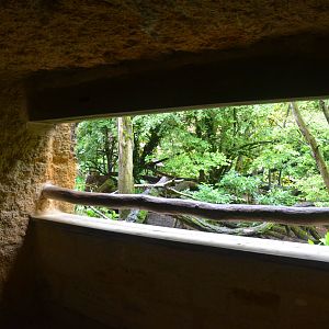 Red Panda/Reeves' Muntjac Viewing at Doué-la-Fontaine, 15/06/18