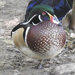 Wood Duck
