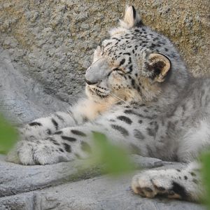 Snow Leopard cub