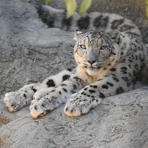 Snow Leopard
