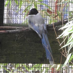 Azure-winged Magpie