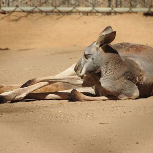 Red Kangaroo