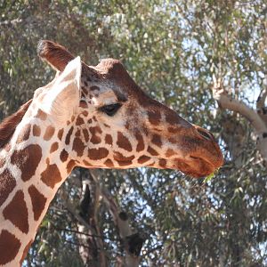 Reticulated Giraffe