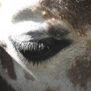 Reticulated Giraffe eye