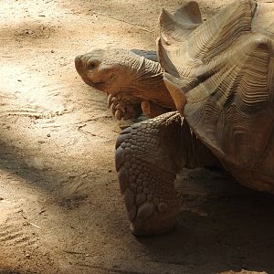 Spur-thighed Tortoise