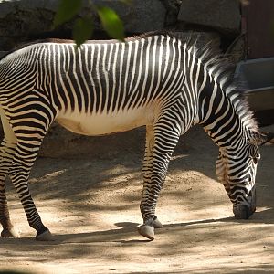 Grevy's Zebra