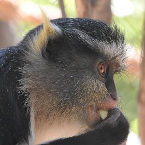 Wolf's Guenon