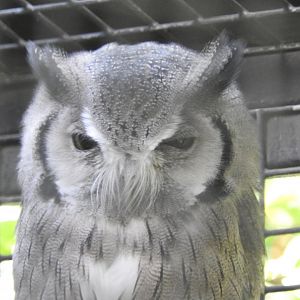 Southern White-faced Owl