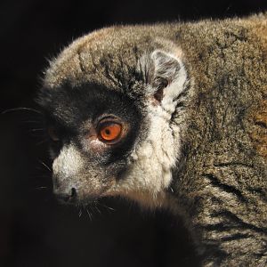 Mongoose Lemur