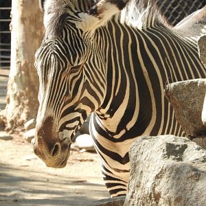 Grevy's Zebra