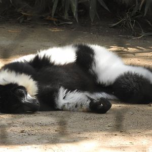Black & White Ruffed Lemur