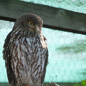 Barking Owl