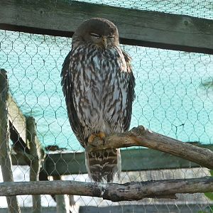 Barking Owl