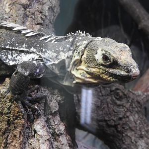 Montagua Spiny-tailed Iguana