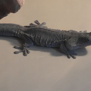 Standing's Day Gecko