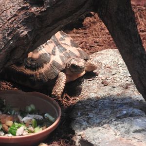 Spider Tortoise