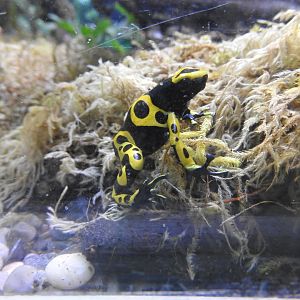 Orange & Black Poison Dart Frog