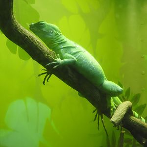 Green Basilisk