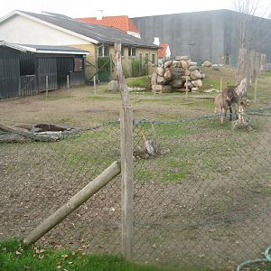Dyreparken NBV - Donkey/duck exhibit
