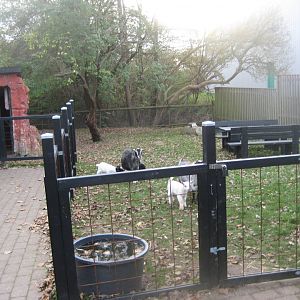 Dyreparken NBV - Goat exhibit