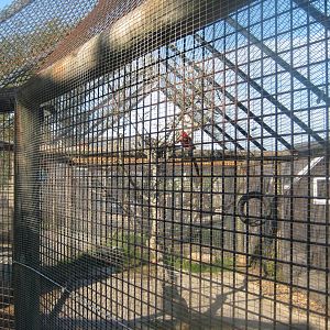 Dyreparken NBV - Macaw aviary