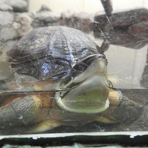Madagascar Three-striped Box Turtle