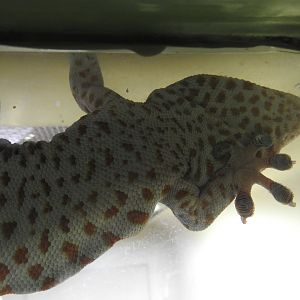 Tokay Gecko