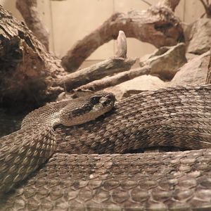 Northern Pacific Rattlesnake