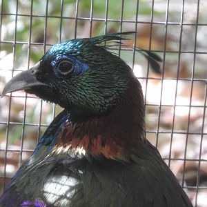 Himalayan Monal