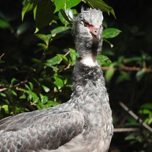 Crested Screamer