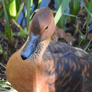 Fulvous Whistling Duck