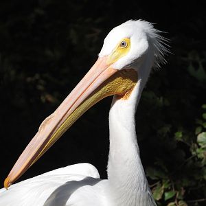 American White Pelican