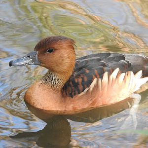 Fulvous Whistling Duck